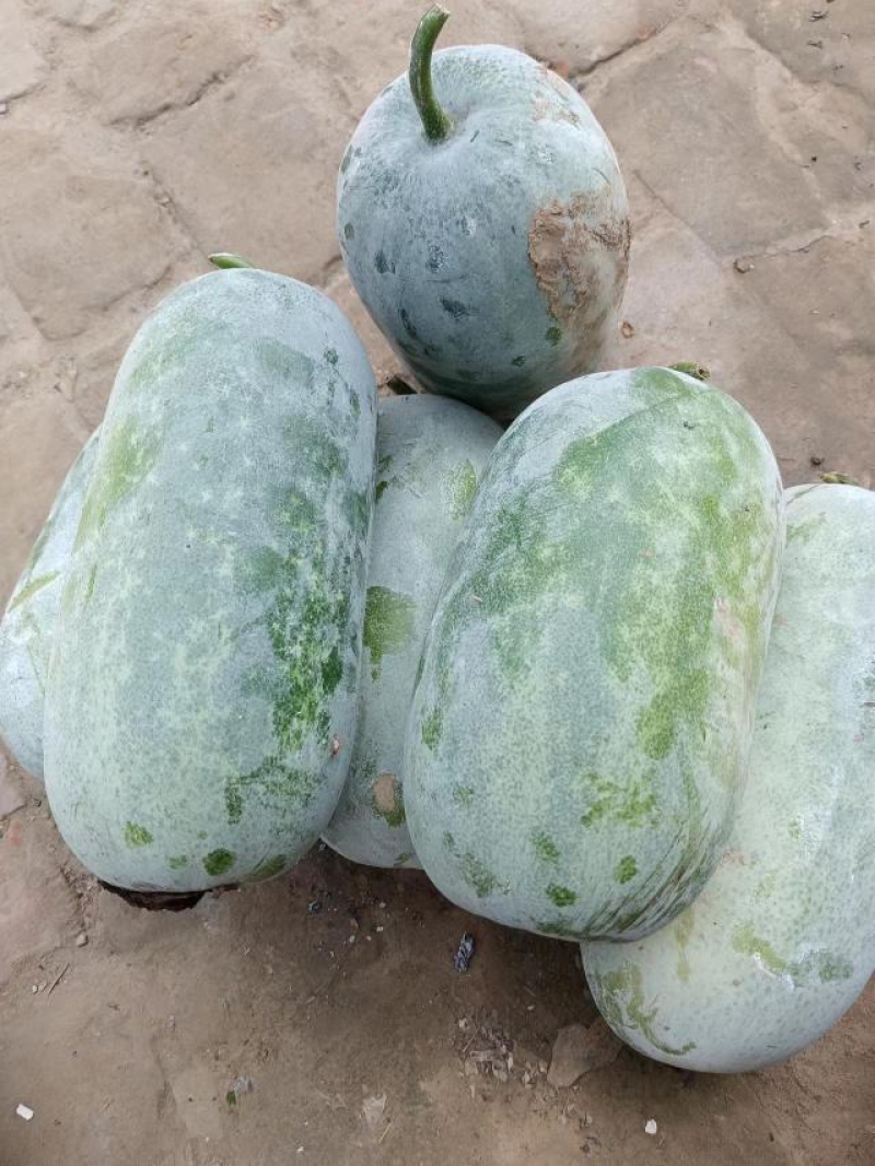 水果冬瓜，产地直发，实力代办，价格优惠，欢迎咨询合作