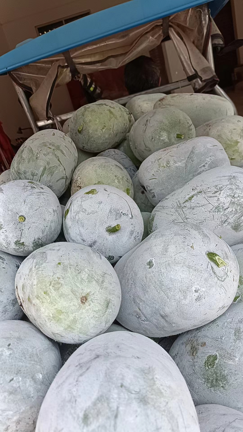 水果冬瓜，产地直发，实力代办，价格优惠，欢迎咨询合作