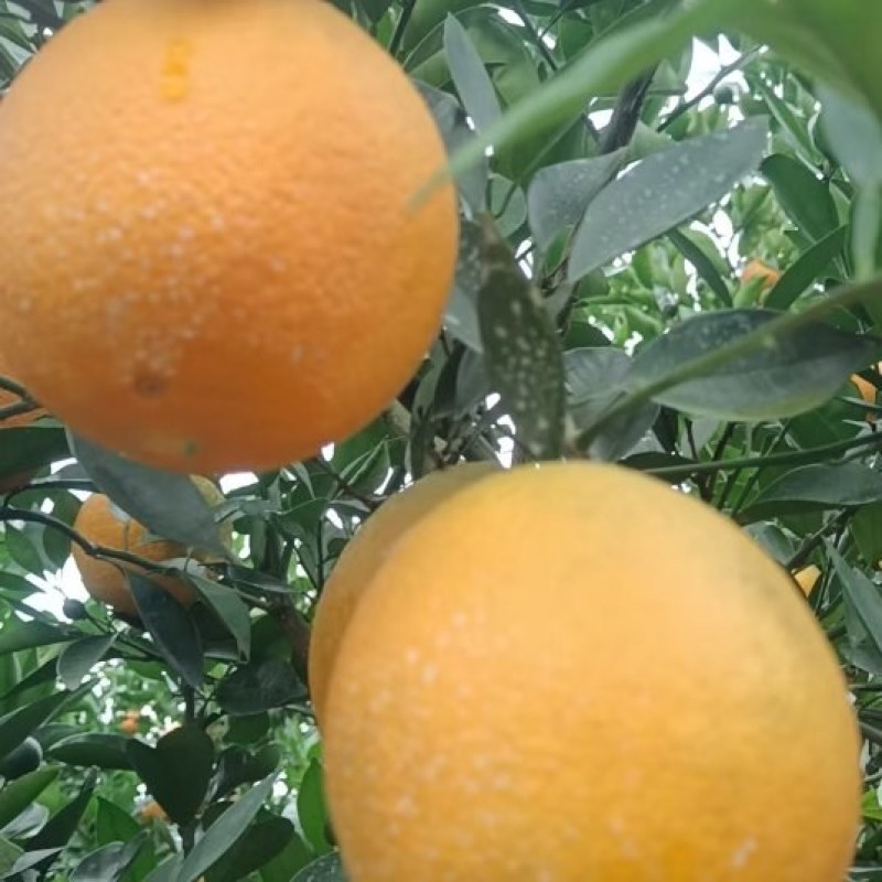 夏橙