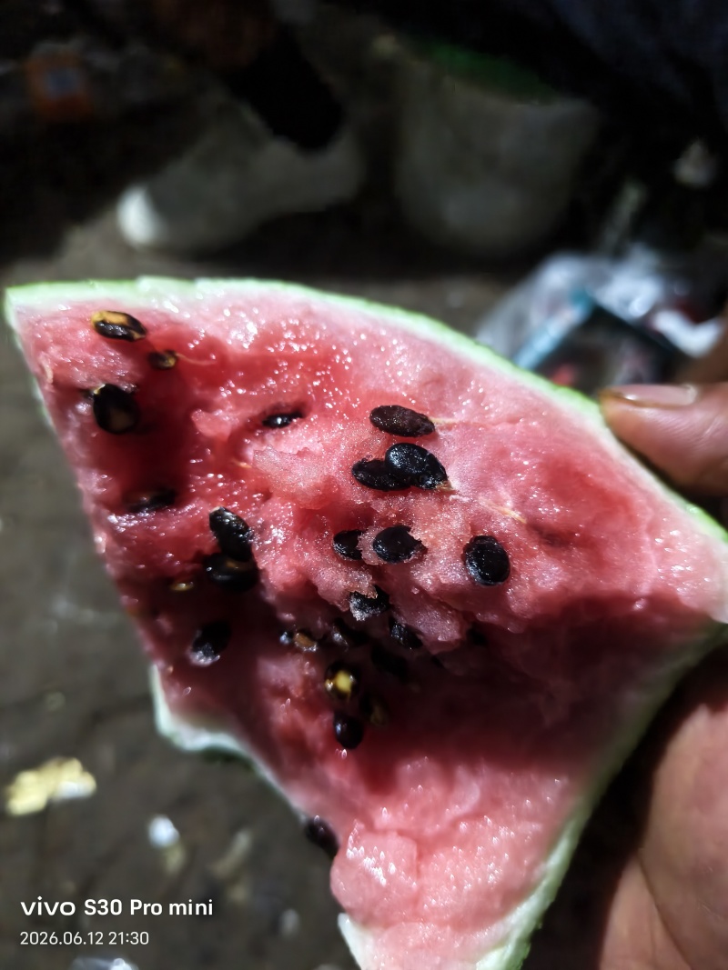 沙土地西瓜无水拖鲜瓤活把，，，，，，，，，，，，，，