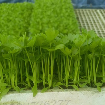 《香芹苗》云南基地直发保质保量售后无忧一条龙服务技术指导