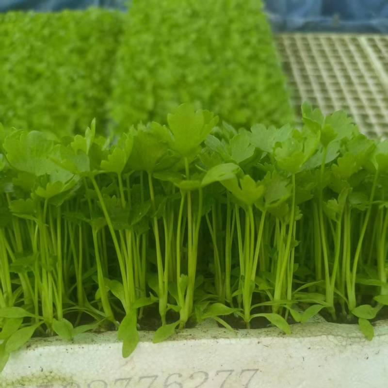 《香芹苗》云南基地直发保质保量售后无忧一条龙服务技术指导