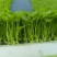《香芹苗》云南基地直发保质保量售后无忧一条龙服务技术指导