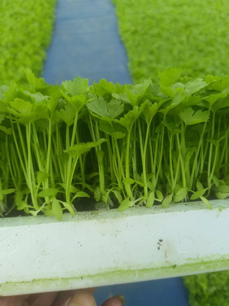 《香芹苗》云南基地直发保质保量售后无忧一条龙服务技术指导
