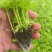 《香芹苗》云南基地直发保质保量售后无忧一条龙服务技术指导
