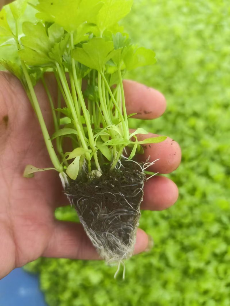 《香芹苗》云南基地直发保质保量售后无忧一条龙服务技术指导