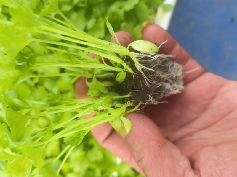 《香芹苗》云南基地直发保质保量售后无忧一条龙服务技术指导