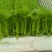 《香芹苗》云南基地直发保质保量售后无忧一条龙服务技术指导