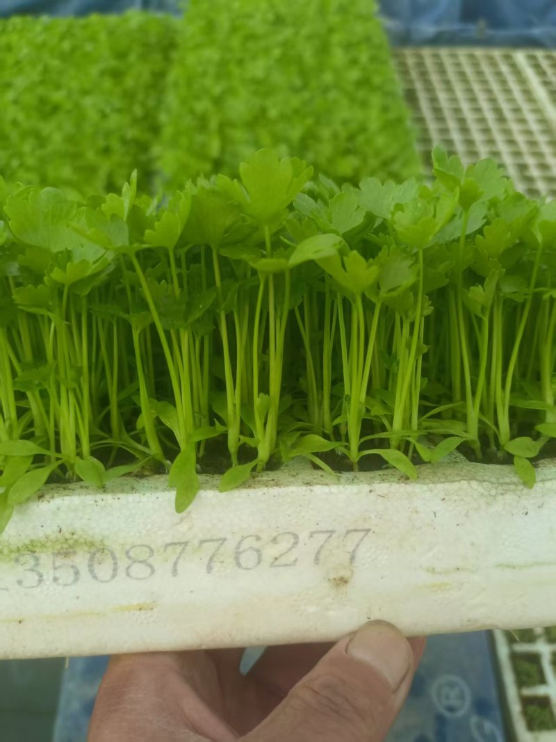 《香芹苗》云南基地直发保质保量售后无忧一条龙服务技术指导