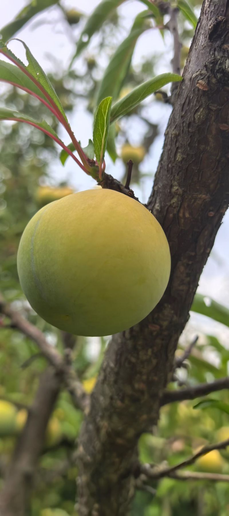 蜂糖李上市了