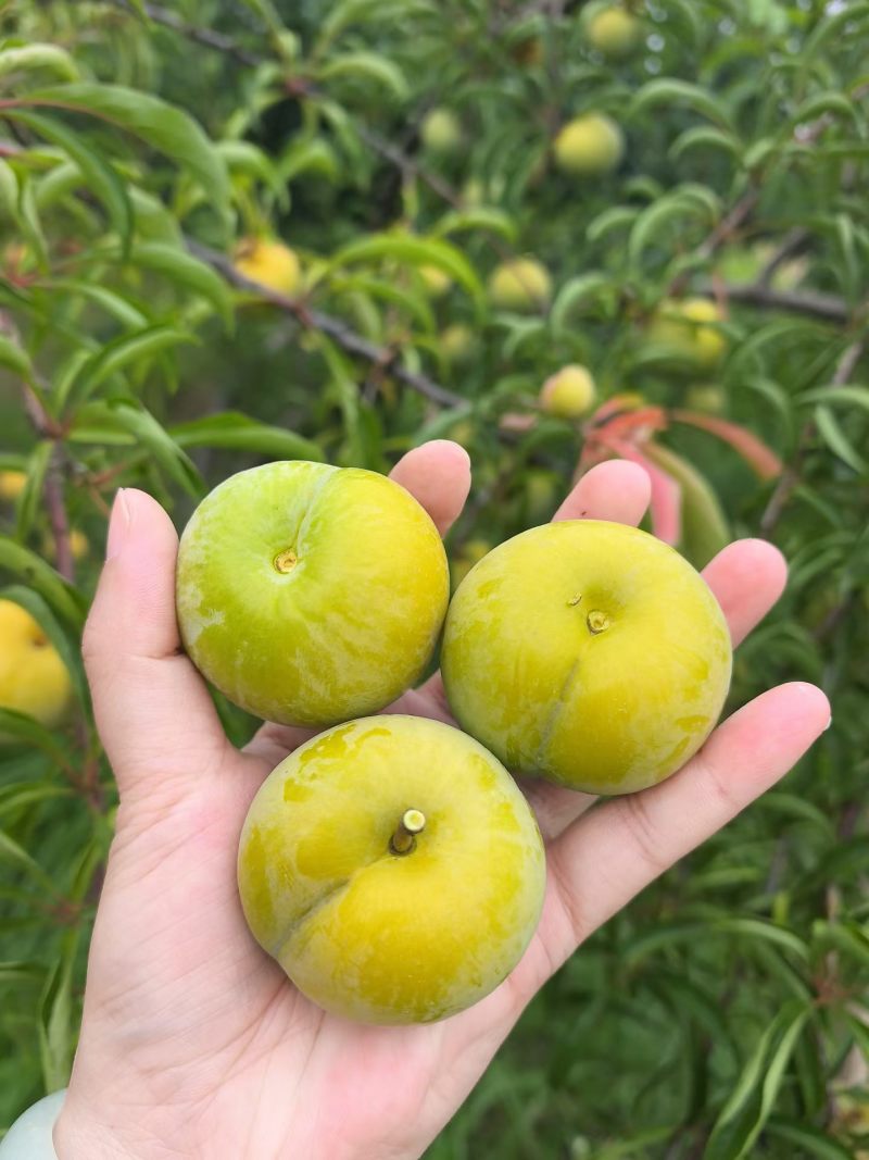 蜂糖李上市了