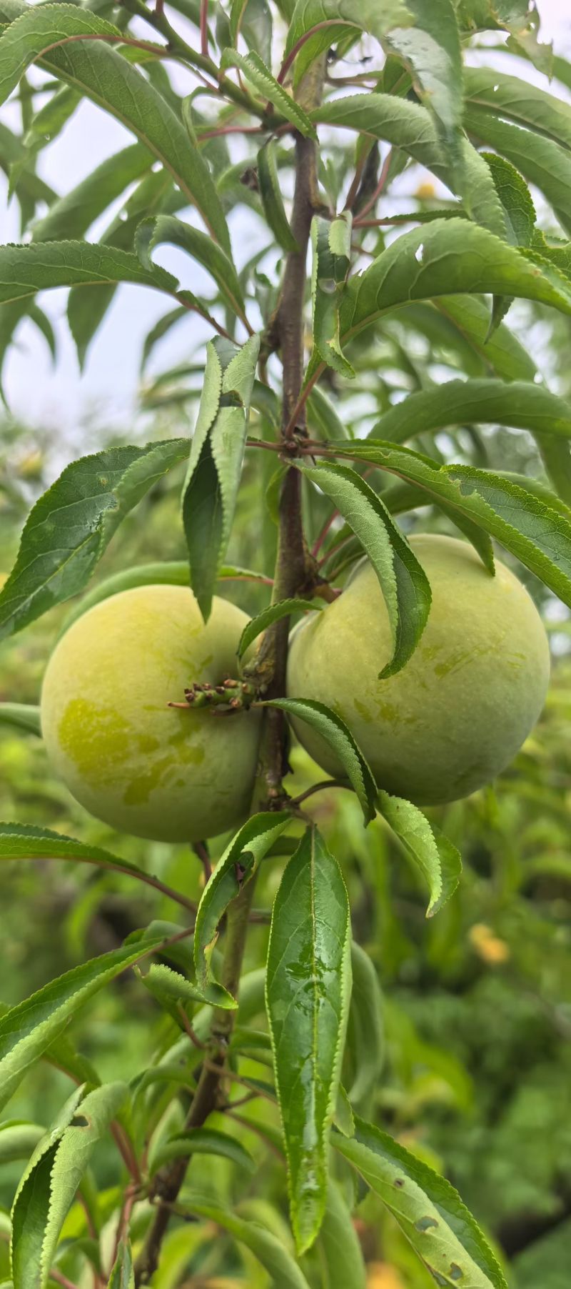 蜂糖李上市了