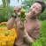 蜂糖李上市了