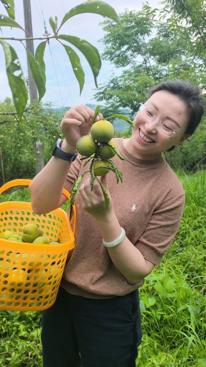 蜂糖李上市了