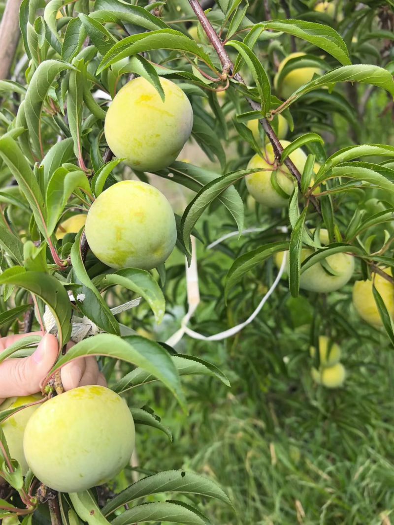蜂糖李上市了