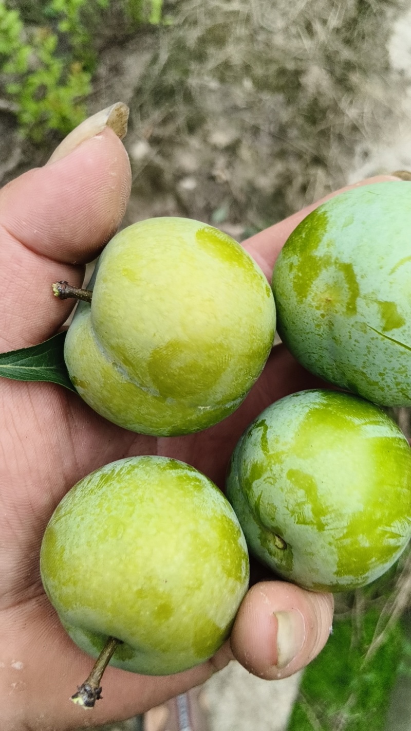 蜂糖李上市了