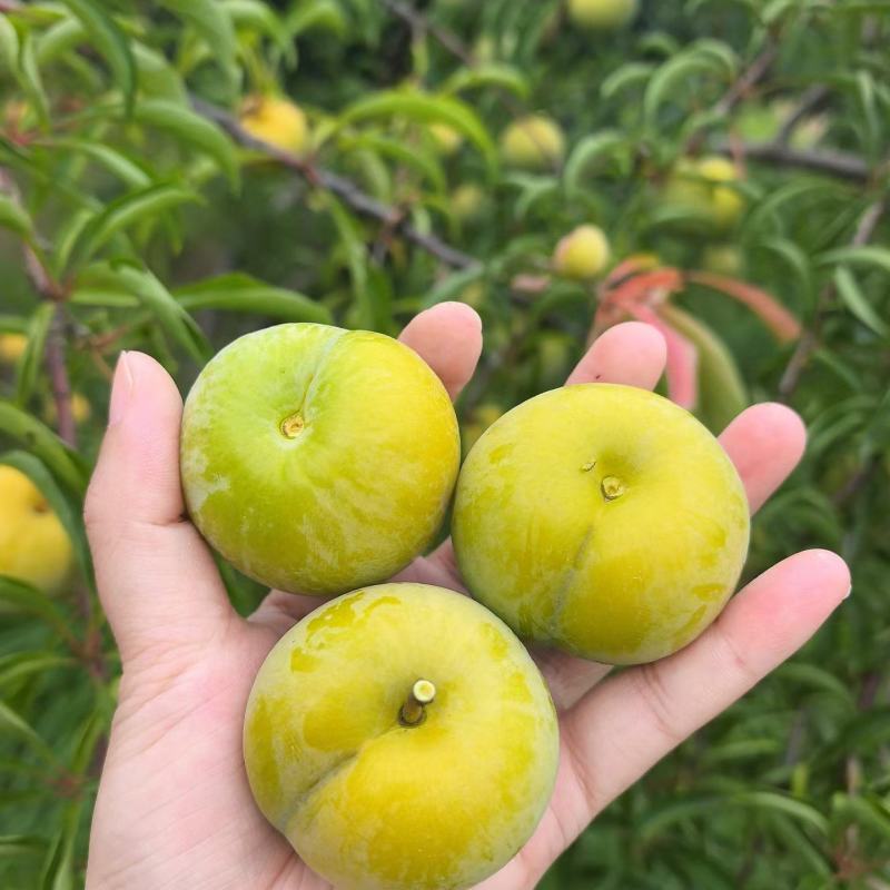蜂糖李上市了