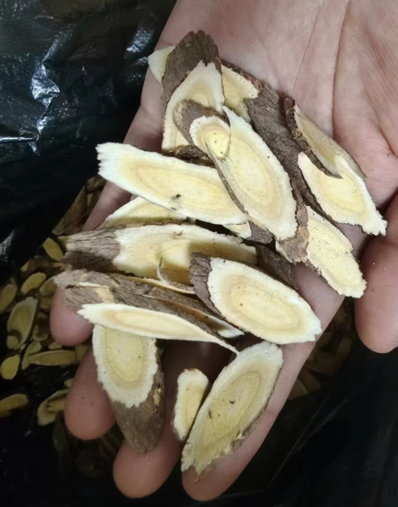 甘肃老黄芪