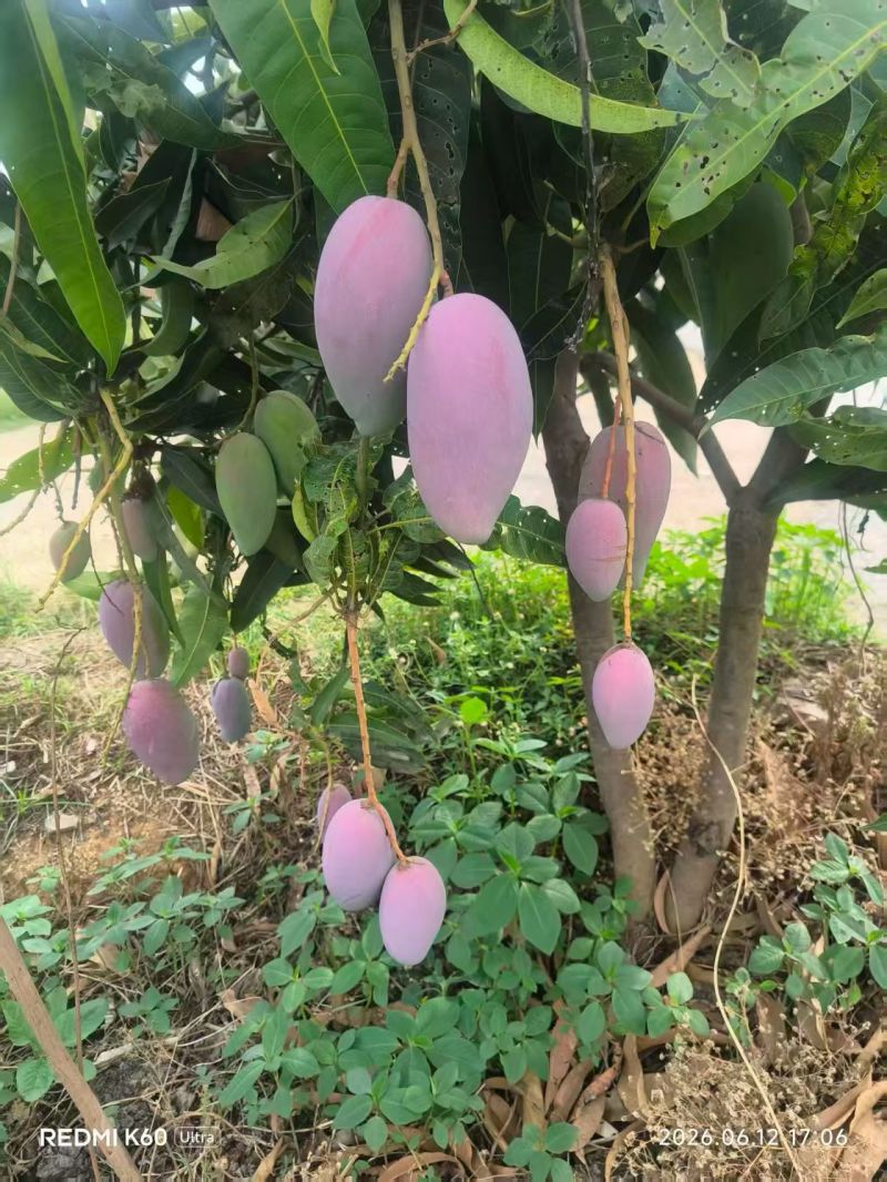 攀芒