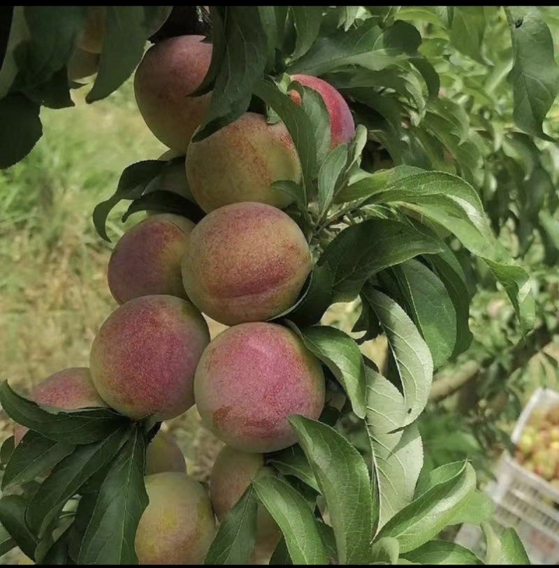湖北产地大量味蒂李，澳洲红，八宝丹，五月脆