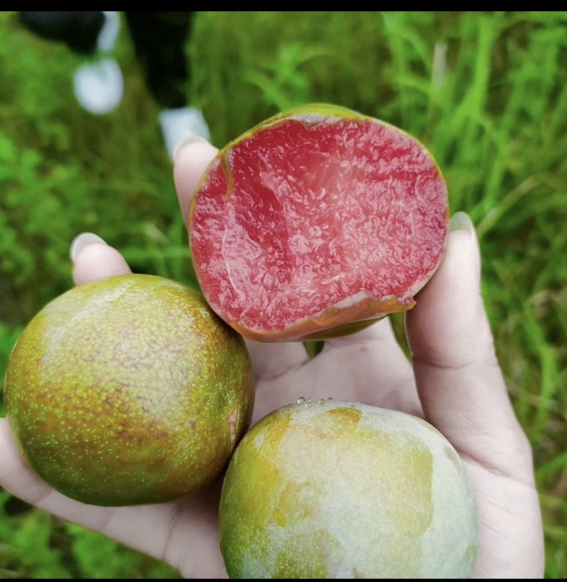 湖北产地大量味蒂李，澳洲红，八宝丹，五月脆