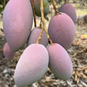 贵妃芒金煌芒小台芒产地直供对接电商工厂一件代发