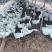 散养鹅，常年有货，需求长期合作的收购商，图片内有联系方式