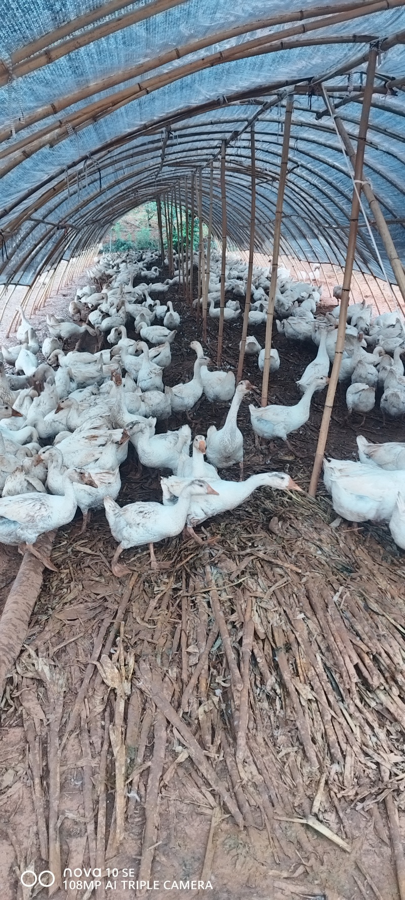 散养鹅，常年有货，需求长期合作的收购商，图片内有联系方式