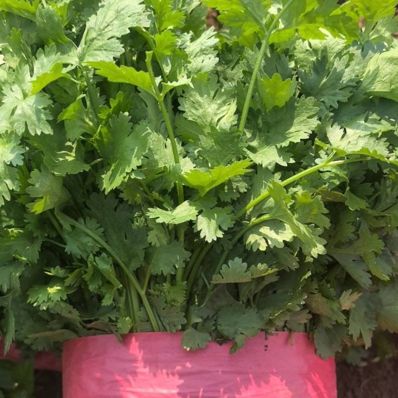 大叶香菜