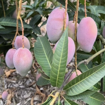广西贵妃芒金煌芒产地直供对接电商工厂一件代发