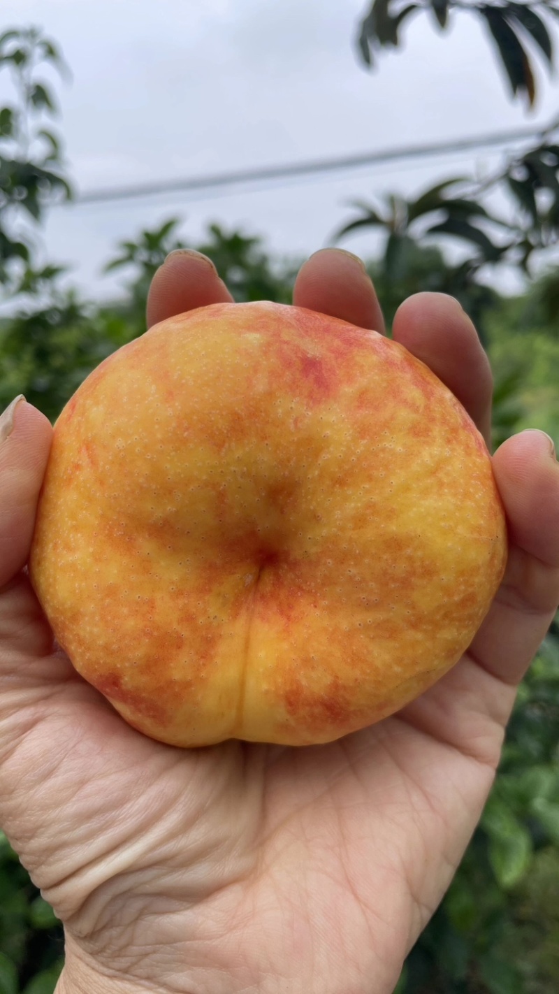 新疆油蟠桃上市了品质保证量大质优诚信经营欢迎来电