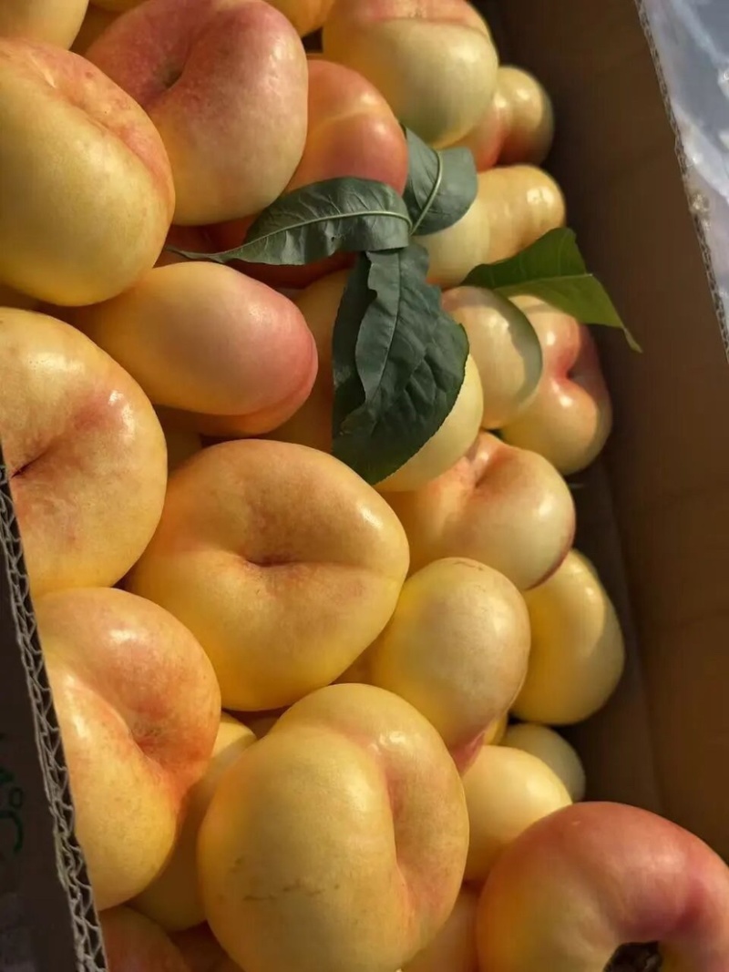新疆油蟠桃上市了品质保证量大质优诚信经营欢迎来电