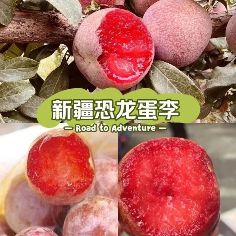 新疆恐龙蛋李子开始了量大质优品质保证诚信经营