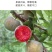 新疆恐龙蛋李子开始了量大质优品质保证诚信经营