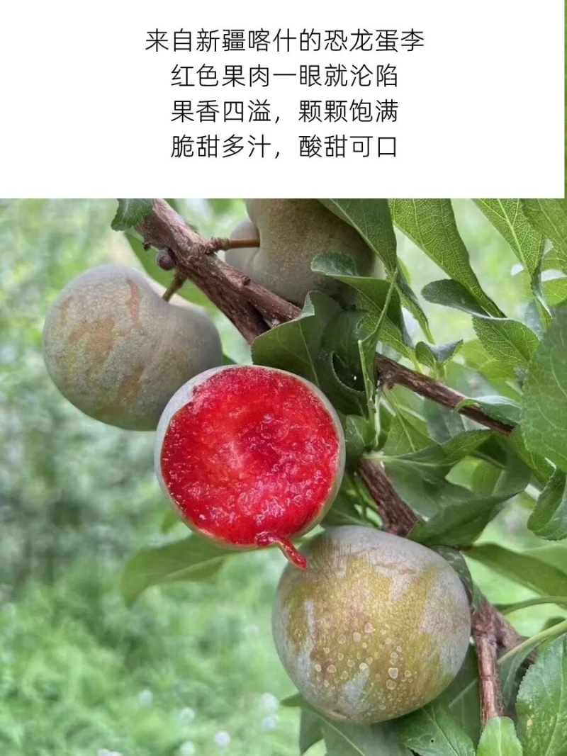 新疆恐龙蛋李子开始了量大质优品质保证诚信经营