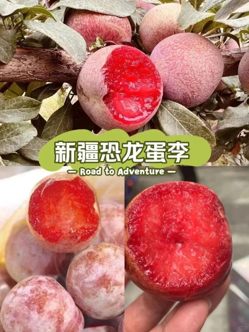 新疆恐龙蛋李子开始了量大质优品质保证诚信经营