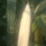 甜糯玉米