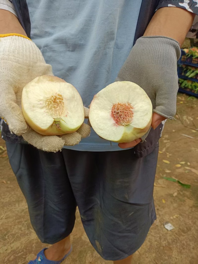 新鲜毛桃脆甜多汁产地直供水果批发量大从优