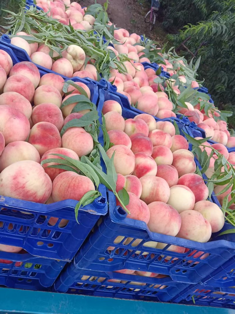 新鲜毛桃脆甜多汁产地直供水果批发量大从优
