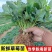 香野秧苗章姬草莓苗杯苗穴盘苗大田阳台庭院易种活各种草莓苗