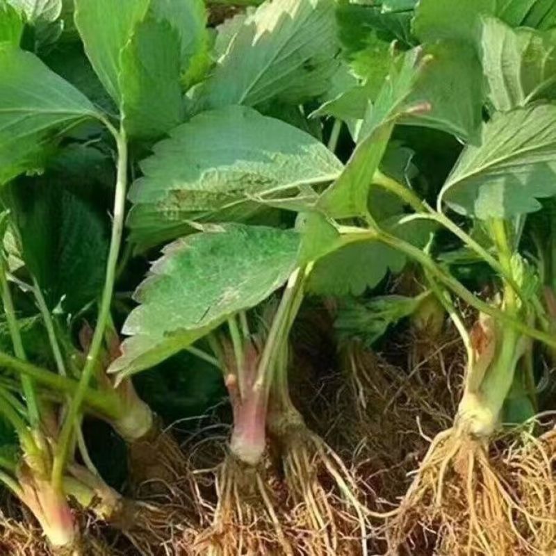 香野秧苗章姬草莓苗杯苗穴盘苗大田阳台庭院易种活各种草莓苗