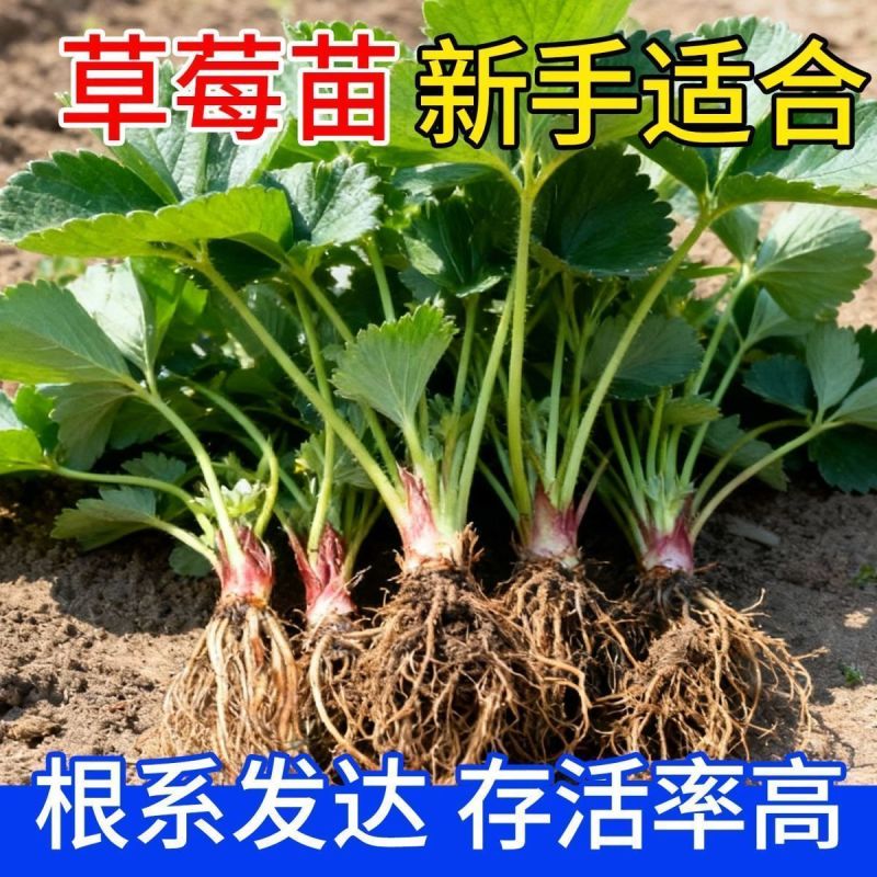 香野秧苗章姬草莓苗杯苗穴盘苗大田阳台庭院易种活各种草莓苗