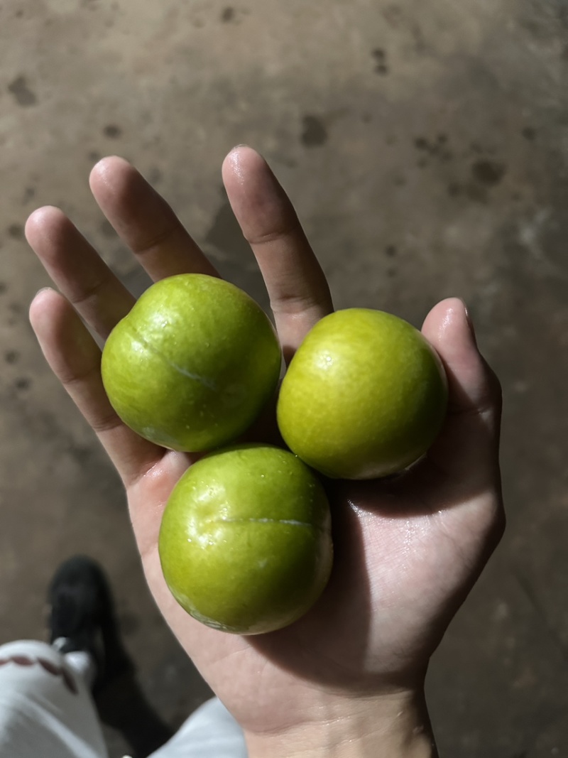 精品蜂糖李