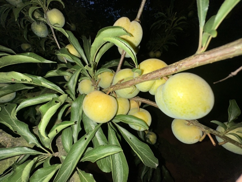 精品蜂糖李