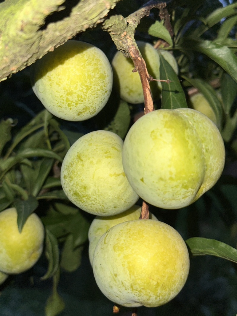精品蜂糖李