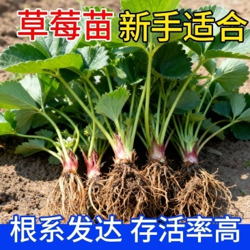 香野秧苗章姬草莓苗杯苗穴盘苗大田阳台庭院易种活各种草莓苗