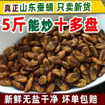 新下来的山东正宗小蚕蛹