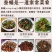 新下来的山东正宗小蚕蛹