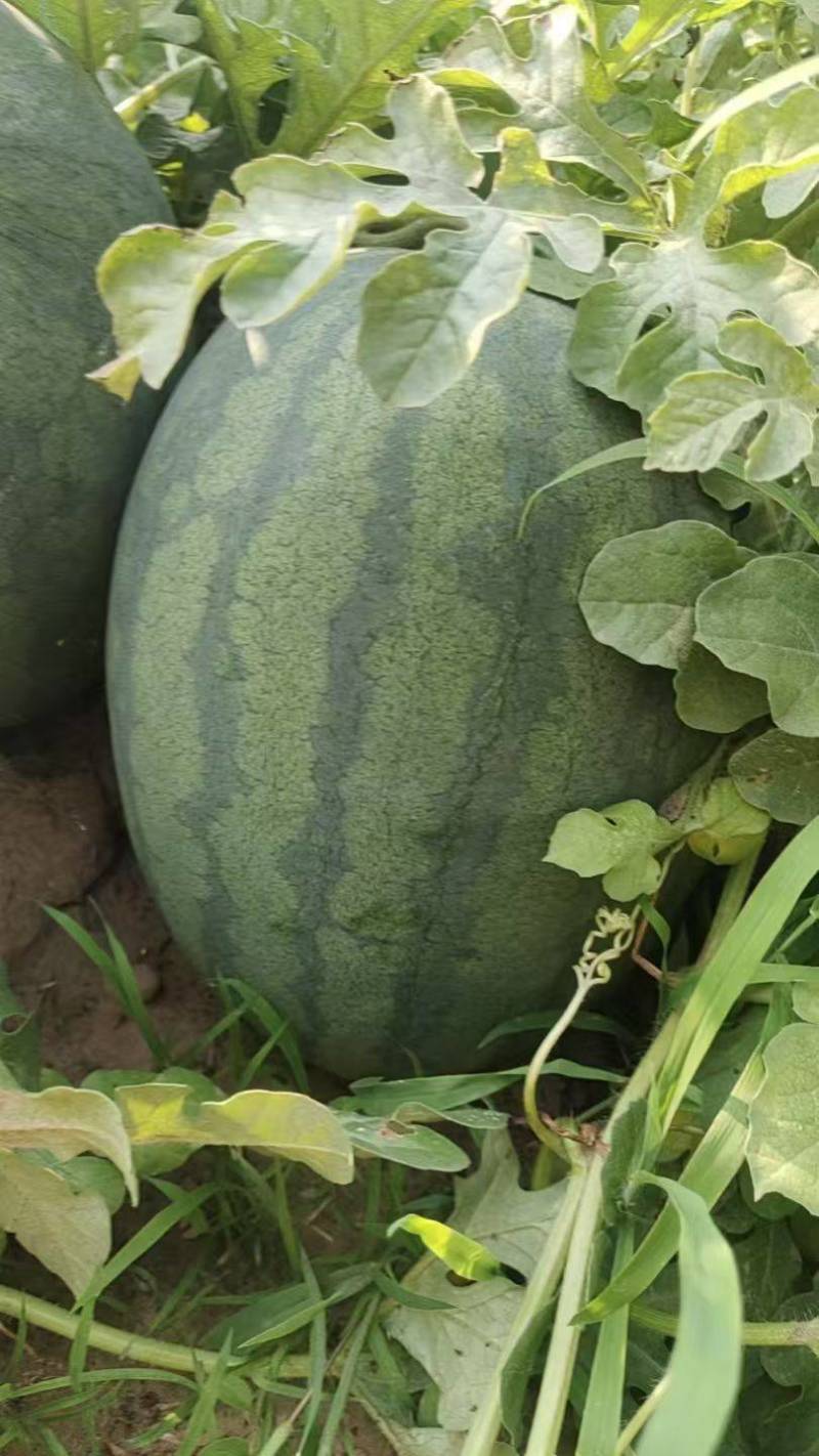 京密宝六号金花一号大量有货