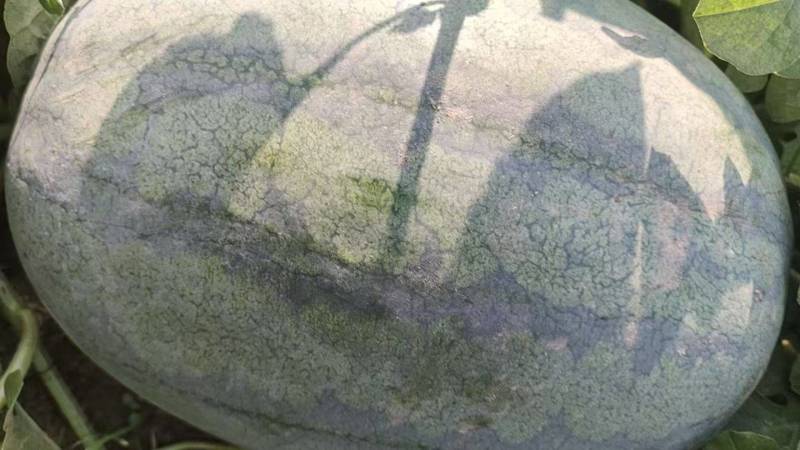 京密宝六号金花一号大量有货